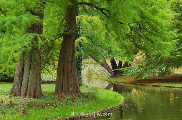 哪些珍貴的樹(shù)種沒(méi)有被園林行業(yè)注意到？(圖5)