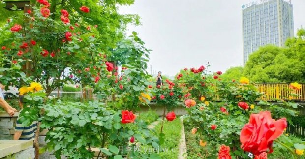 四月盛放的月季時間，湖北宜昌給你的專屬浪漫花園(圖6)