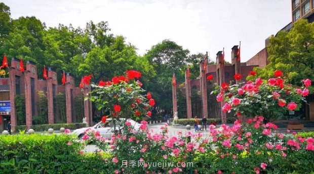 四月盛放的月季時間，湖北宜昌給你的專屬浪漫花園(圖5)