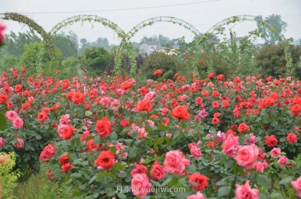 四月盛放的月季時間，湖北宜昌給你的專屬浪漫花園(圖8)