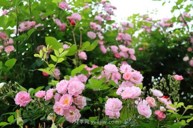 四月盛放的月季時間，湖北宜昌給你的專屬浪漫花園(圖12)