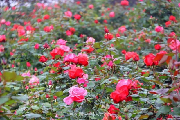 四月盛放的月季時間，湖北宜昌給你的專屬浪漫花園(圖2)