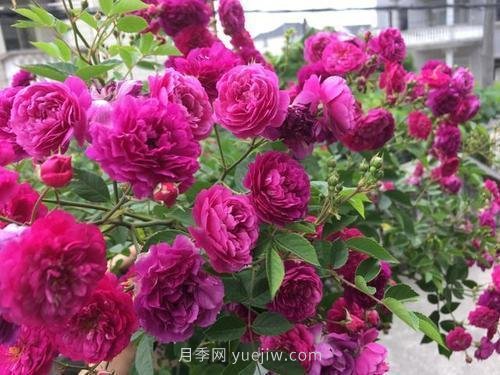 推薦5個(gè)微型月季品種，株型小開(kāi)花多是陽(yáng)臺(tái)盆栽佳品(圖4)