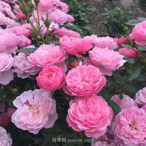 推薦5個(gè)微型月季品種，株型小開(kāi)花多是陽(yáng)臺(tái)盆栽佳品(圖3)