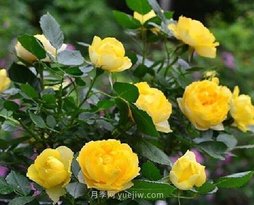推薦5個(gè)微型月季品種，株型小開(kāi)花多是陽(yáng)臺(tái)盆栽佳品(圖2)