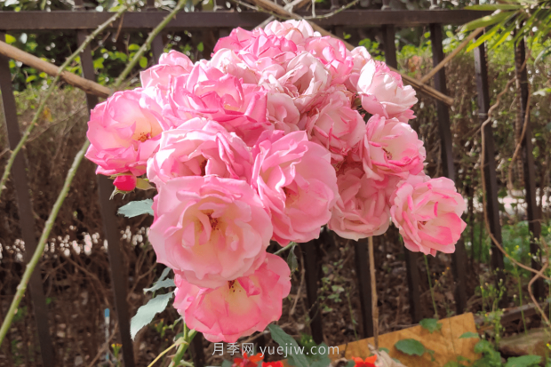 推薦4個適合新花友種植的藤本月季品種，長勢強(qiáng)勁開花量大(圖3)