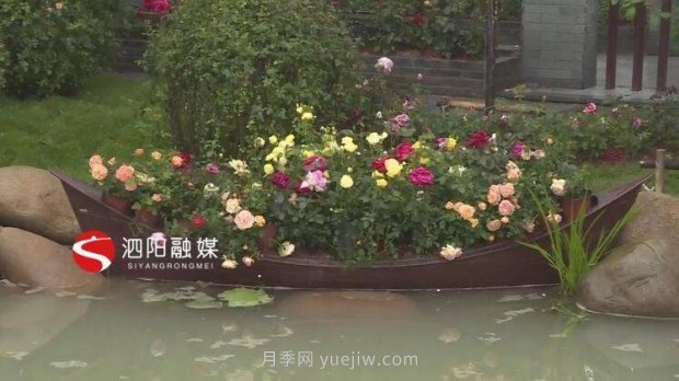 第十一屆中國月季展覽會：走進(jìn)淮安展園(圖3)