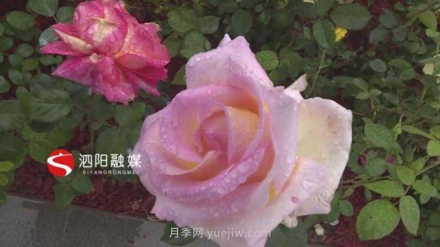 第十一屆中國月季展覽會：走進(jìn)淮安展園(圖4)