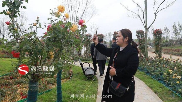 第十一屆中國月季展覽會：走進(jìn)青州展園(圖1)