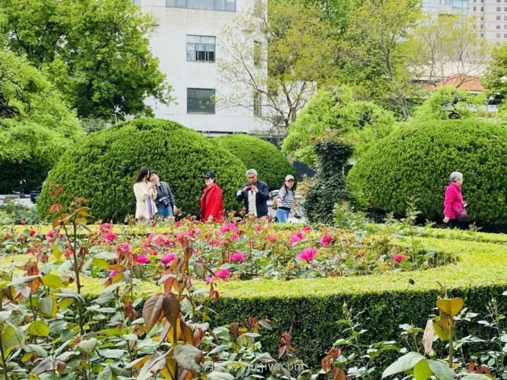 上海復(fù)興公園月季園，月季花開(kāi)獻(xiàn)給市民的視覺(jué)盛宴(圖4)
