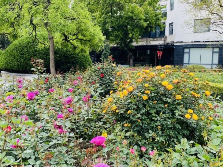 上海復(fù)興公園月季園，月季花開(kāi)獻(xiàn)給市民的視覺(jué)盛宴(圖5)