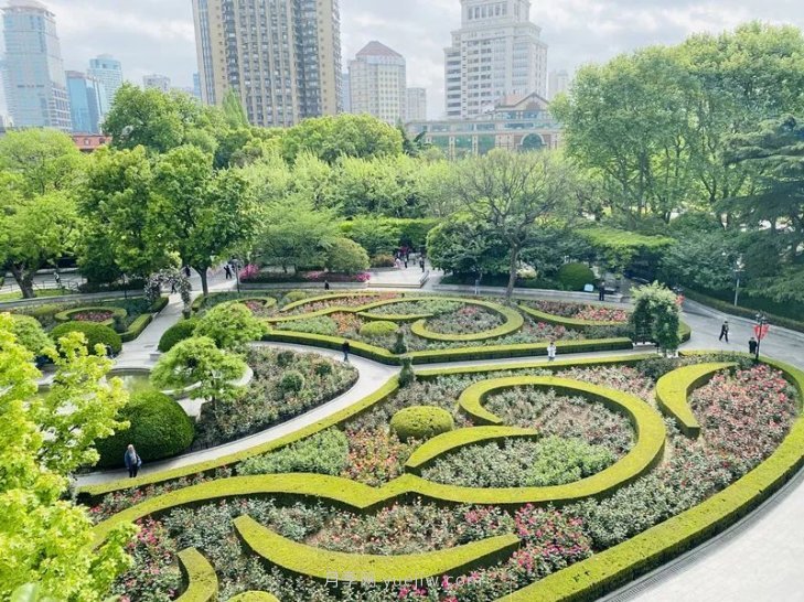 上海復(fù)興公園月季園，月季花開(kāi)獻(xiàn)給市民的視覺(jué)盛宴(圖2)
