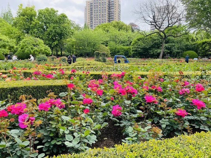 上海復(fù)興公園月季園，月季花開(kāi)獻(xiàn)給市民的視覺(jué)盛宴(圖3)