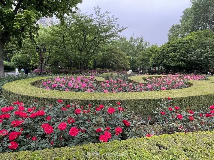 上海復(fù)興公園月季園，月季花開(kāi)獻(xiàn)給市民的視覺(jué)盛宴(圖1)