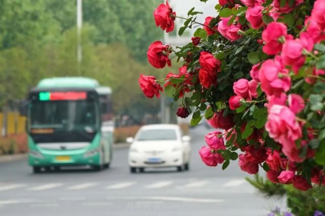 滿城飄香賞月季，月季花開驚艷了四月的鄭州(圖3)