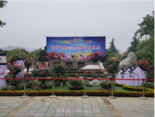 滿城飄香賞月季，月季花開驚艷了四月的鄭州(圖6)