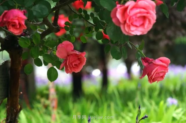滿城飄香賞月季，月季花開驚艷了四月的鄭州(圖1)
