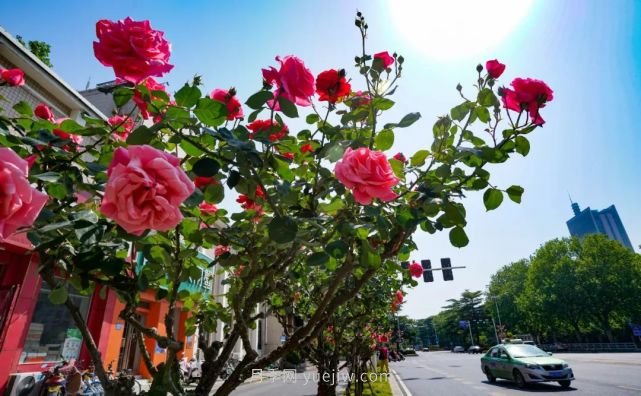 滿城飄香賞月季，月季花開驚艷了四月的鄭州(圖4)