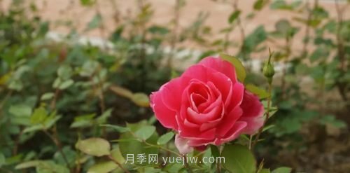 咸陽4A級景區(qū)級別月季園，五一假期游玩就要去(圖5)