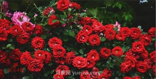 咸陽4A級景區(qū)級別月季園，五一假期游玩就要去(圖4)