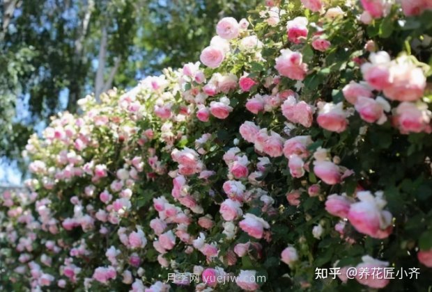 推薦4款月季品種，輕松打造小型月季花墻(圖4)