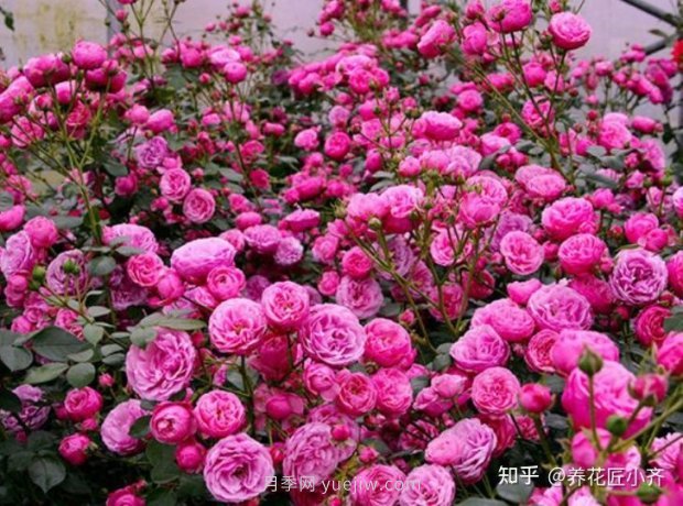 推薦4款月季品種，輕松打造小型月季花墻(圖2)