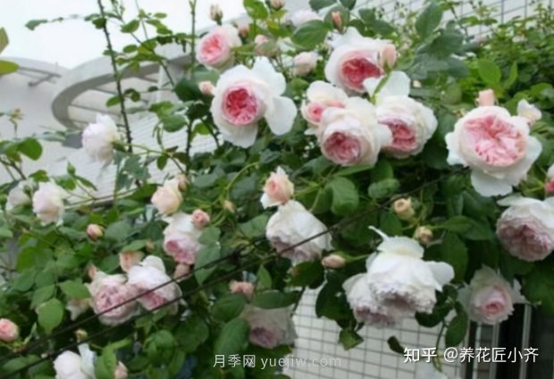 推薦4款月季品種，輕松打造小型月季花墻(圖3)