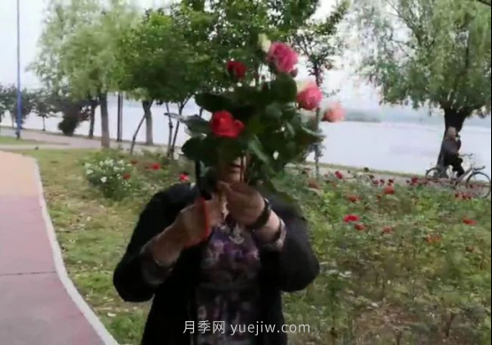 南陽(yáng)月季“剪花姐”被處罰，罰款后保證以后再不犯(圖1)