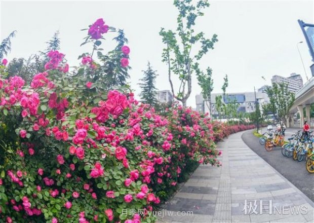 大武漢美！武漢滿城月季流淌幸福的浪漫(圖4)