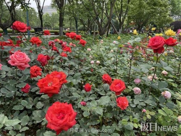 大武漢美！武漢滿城月季流淌幸福的浪漫(圖7)