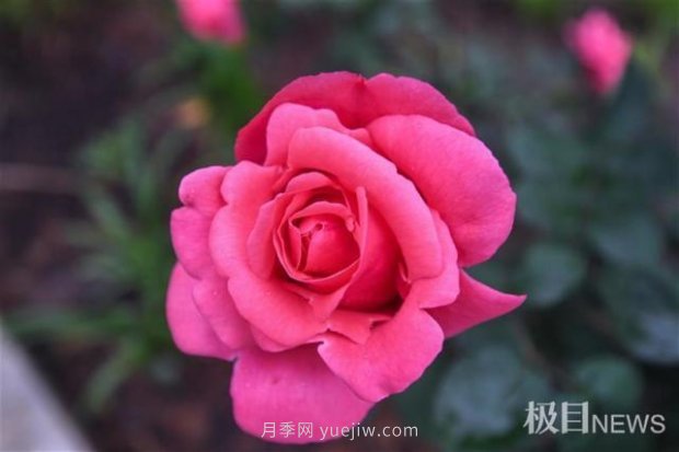大武漢美！武漢滿城月季流淌幸福的浪漫(圖10)