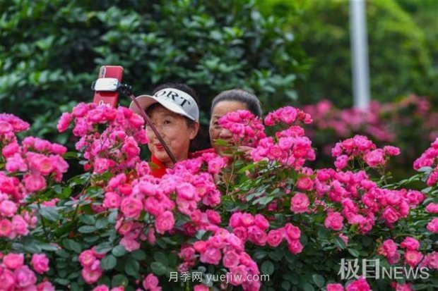 大武漢美！武漢滿城月季流淌幸福的浪漫(圖9)