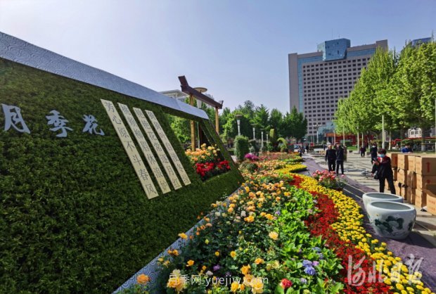 河北石家莊市第十七屆月季花展五一開(kāi)幕，16個(gè)月季花壇展示(圖3)