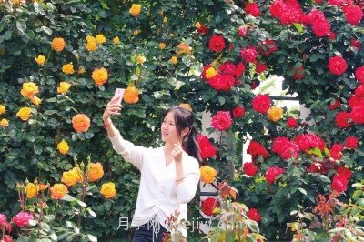 打造市花月季花海！鄭州要用三年時(shí)間建設(shè)月季花城(圖2)