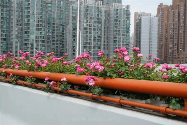 上海城市高架變“花路”，這些月季進(jìn)入盛花期啦！(圖4)
