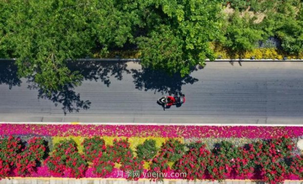 2185萬株市花月季盛開！請(qǐng)叫鄭州“月季花城”(圖6)