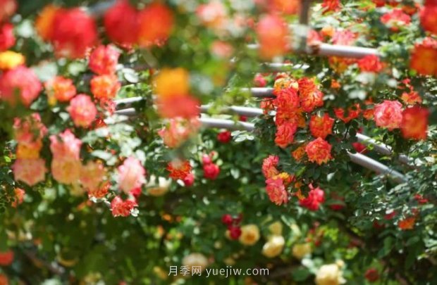 2185萬株市花月季盛開！請(qǐng)叫鄭州“月季花城”(圖4)