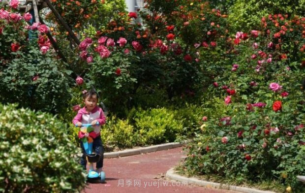 2185萬株市花月季盛開！請(qǐng)叫鄭州“月季花城”(圖5)