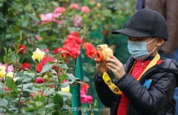 2185萬株市花月季盛開！請(qǐng)叫鄭州“月季花城”(圖1)
