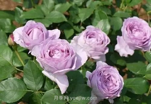 30種漂亮的月季品種推薦，必然有你喜歡的(圖11)