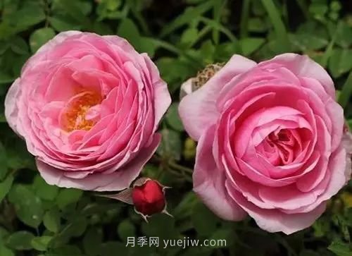 30種漂亮的月季品種推薦，必然有你喜歡的(圖3)