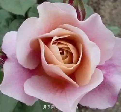 30種漂亮的月季品種推薦，必然有你喜歡的(圖18)