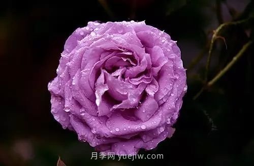 30種漂亮的月季品種推薦，必然有你喜歡的(圖2)