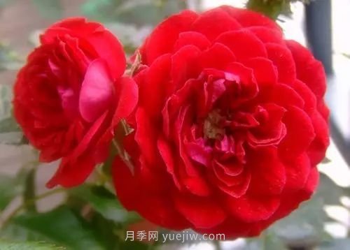 30種漂亮的月季品種推薦，必然有你喜歡的(圖27)