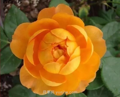 30種漂亮的月季品種推薦，必然有你喜歡的(圖7)