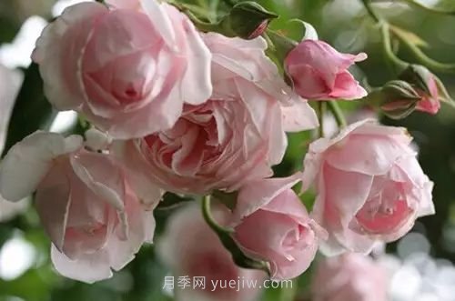 30種漂亮的月季品種推薦，必然有你喜歡的(圖24)