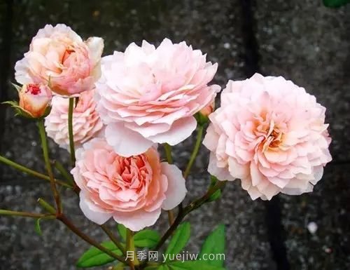 30種漂亮的月季品種推薦，必然有你喜歡的(圖16)