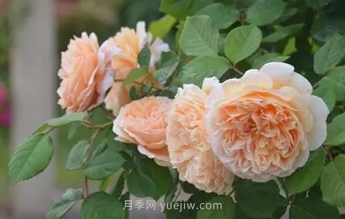30種漂亮的月季品種推薦，必然有你喜歡的(圖14)
