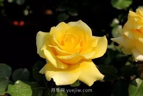 30種漂亮的月季品種推薦，必然有你喜歡的(圖12)