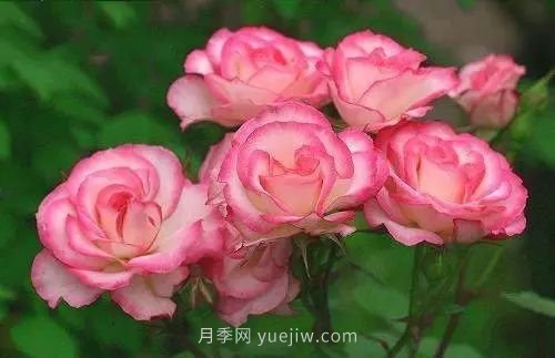 30種漂亮的月季品種推薦，必然有你喜歡的(圖25)